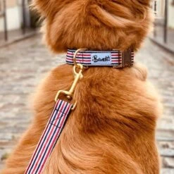 Bandit| Chien | Collier French Banban -Fournitures Pour Chiens bandit chien collier french banban 2