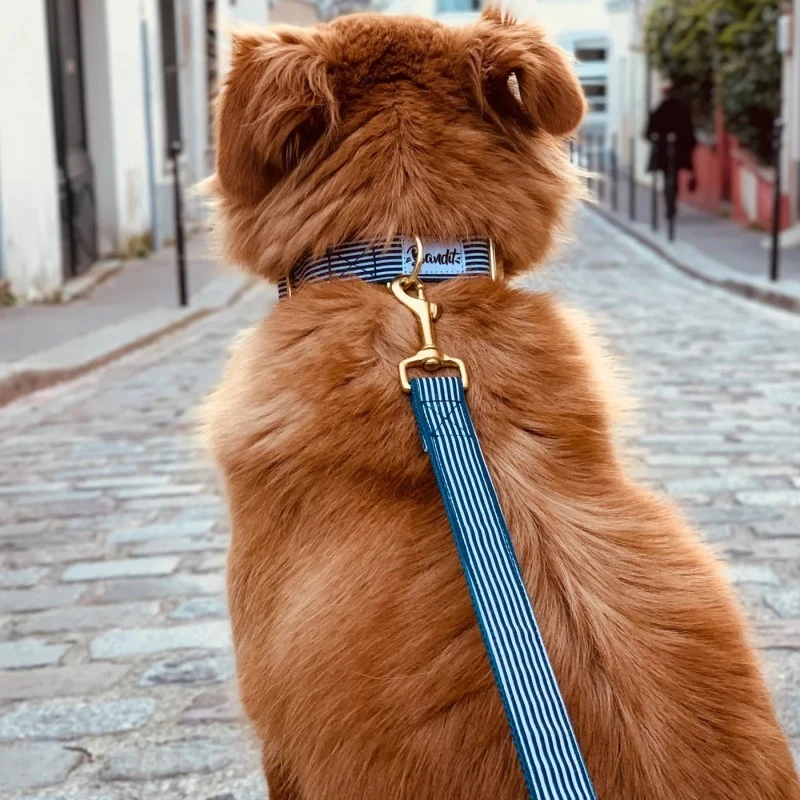 Bandit | Chien | Collier In The Navy 5 Bandit | Chien | Collier In The Navy – Image 3