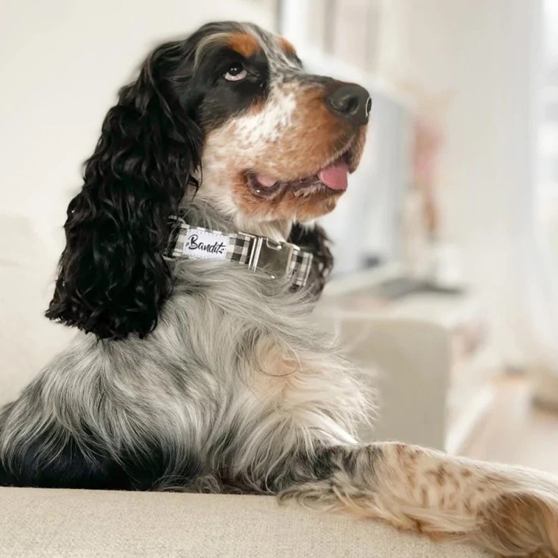 Bandit | Chien | Collier VENI VIDI VICHY 4 Bandit | Chien | Collier VENI VIDI VICHY – Image 2