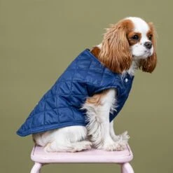 Bandit | Chien | Doudoune Matelassée | Bleu Marine