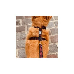 Bandit | Chien | Harnais OH MY LORD 8 Bandit | Chien | Harnais OH MY LORD -Fournitures Pour Chiens bandit chien harnais oh my lord 2