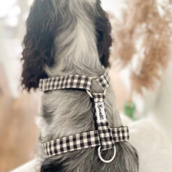 Bandit | Chien | Harnais VENI VIDI VICHY