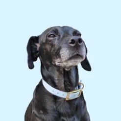 Belette Alouette | Chien | Collier En Biothane 11 Belette Alouette | Chien | Collier En Biothane -Fournitures Pour Chiens belette alouette chien collier en biothane 3