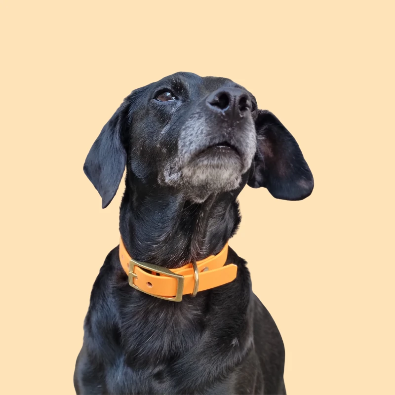 Belette Alouette | Chien | Collier En Biothane 7 Belette Alouette | Chien | Collier En Biothane – Image 5