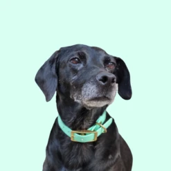 Belette Alouette | Chien | Collier En Biothane 13 Belette Alouette | Chien | Collier En Biothane -Fournitures Pour Chiens belette alouette chien collier en biothane 5