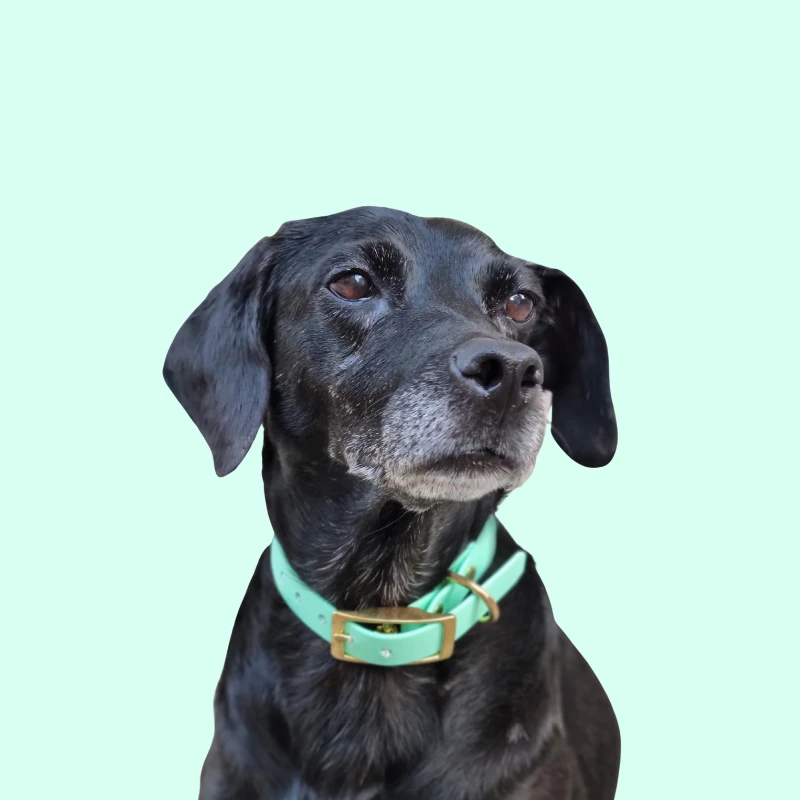 Belette Alouette | Chien | Collier En Biothane 8 Belette Alouette | Chien | Collier En Biothane – Image 6