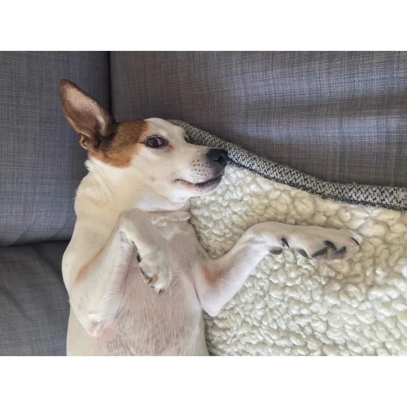 Billie & Zach | Couverture Upcyclée Tissus Haute Couture N°1 | Pour Chien, Chat Et Rongeur 7 Billie & Zach | Couverture Upcyclée Tissus Haute Couture N°1 | Pour Chien, Chat Et Rongeur – Image 5