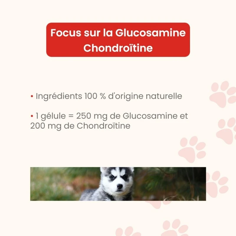 Chiens Et Chats | Glucosamine Chondroïtine En Gélules - Confort Articulaire - Protection Des Cartilages 4 Chiens Et Chats | Glucosamine Chondroïtine En Gélules - Confort Articulaire - Protection Des Cartilages – Image 2