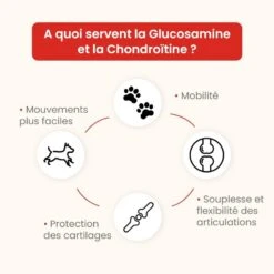 Chiens Et Chats | Glucosamine Chondroïtine En Gélules - Confort Articulaire - Protection Des Cartilages 10 Chiens Et Chats | Glucosamine Chondroïtine En Gélules - Confort Articulaire - Protection Des Cartilages -Fournitures Pour Chiens chiens et chats glucosamine chondroitine en gelules confort articulaire protection des cartilages 2