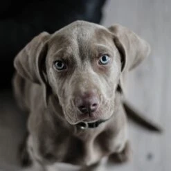 Chiens Et Chats | Glucosamine Chondroïtine En Gélules - Confort Articulaire - Protection Des Cartilages 12 Chiens Et Chats | Glucosamine Chondroïtine En Gélules - Confort Articulaire - Protection Des Cartilages -Fournitures Pour Chiens chiens et chats glucosamine chondroitine en gelules confort articulaire protection des cartilages 4