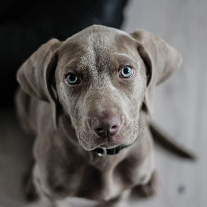 Chiens Et Chats | Glucosamine Chondroïtine En Gélules - Confort Articulaire - Protection Des Cartilages 7 Chiens Et Chats | Glucosamine Chondroïtine En Gélules - Confort Articulaire - Protection Des Cartilages – Image 5