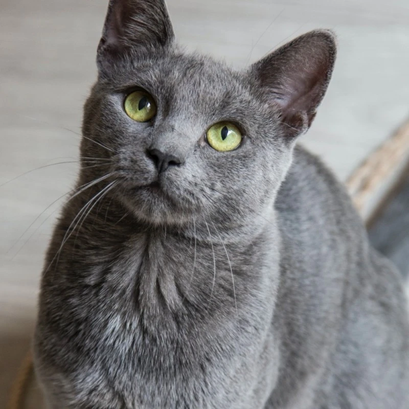 Chiens Et Chats | Huile De Krill En Capsules - Confort Articulaire 7 Chiens Et Chats | Huile De Krill En Capsules - Confort Articulaire – Image 5