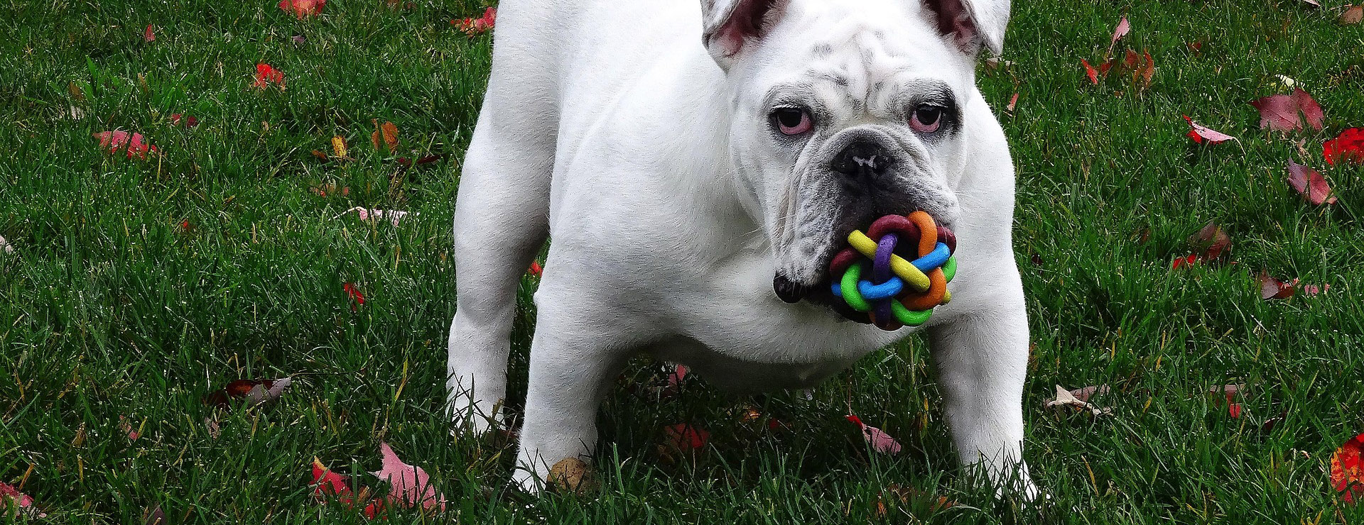 Fournitures Pour Chiens 4 Fournitures Pour Chiens -Fournitures Pour Chiens dog 715531 1920