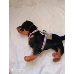 Doogy | Chien | Harnais Nylon Marin Rose 7 Doogy | Chien | Harnais Nylon Marin Rose -Fournitures Pour Chiens doogy chien harnais nylon marin rose 2