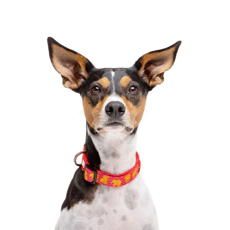 Dukier | Chien | Collier Thai 4 Dukier | Chien | Collier Thai – Image 2