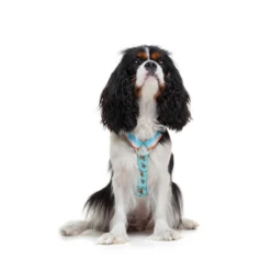 Dukier | Chien | Harnais Classique Turtle -Fournitures Pour Chiens dukier chien harnais classique turtle 1