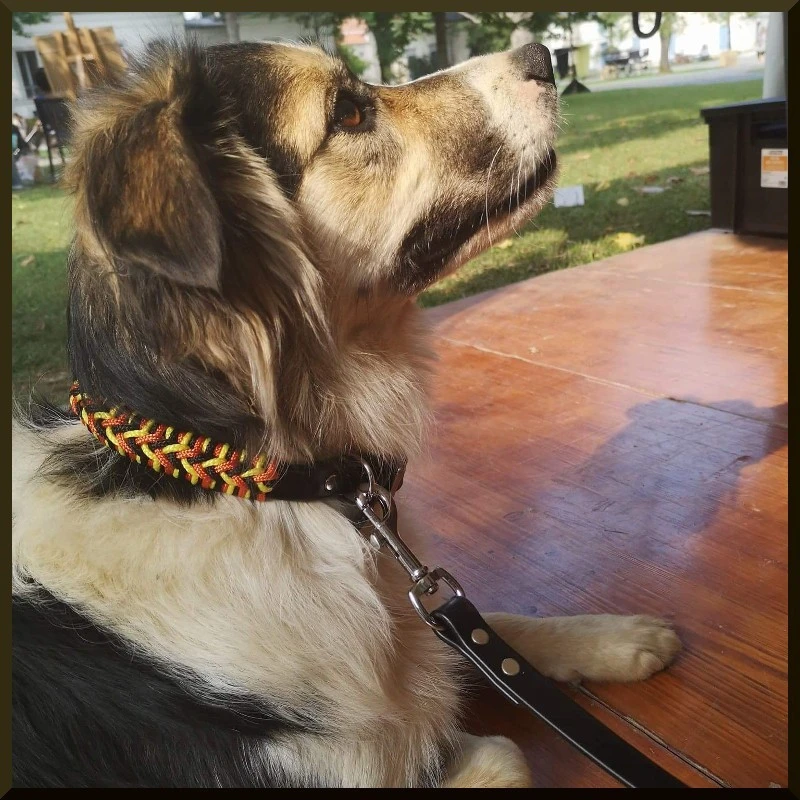 Equip'etho® | Collier Biothane Tresse | Noir | Pour Chien 4 Equip'etho® | Collier Biothane Tresse | Noir | Pour Chien – Image 2