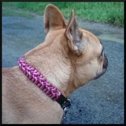 Equip'etho® | Collier Biothane Tresse | Noir | Pour Chien