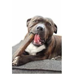 Evident | Chien | Jouet En Bois D'ébène L