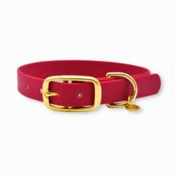 Fidèle Paris | Chien | Collier L'aventurier | Bordeaux