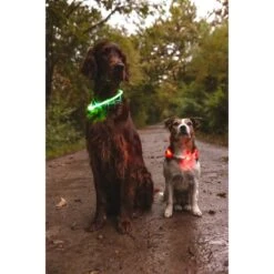 Flamingo | Collier Visio Light LED | Bleu Ou Rose | Pour Chien -Fournitures Pour Chiens flamingo collier visio light led bleu ou rose pour chien 3