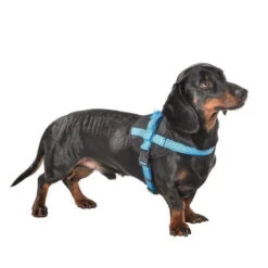 Harnais Pour Chien En Nylon Avec Surpiqûres Réfléchissantes EASY | BOBBY Bleu 6 Harnais Pour Chien En Nylon Avec Surpiqûres Réfléchissantes EASY | BOBBY Bleu -Fournitures Pour Chiens harnais pour chien en nylon avec surpiqures reflechissantes easy bobby bleu 1
