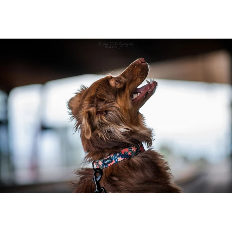 Hop Dog | Collier Pink Garden | Pour Chien 5 Hop Dog | Collier Pink Garden | Pour Chien – Image 3