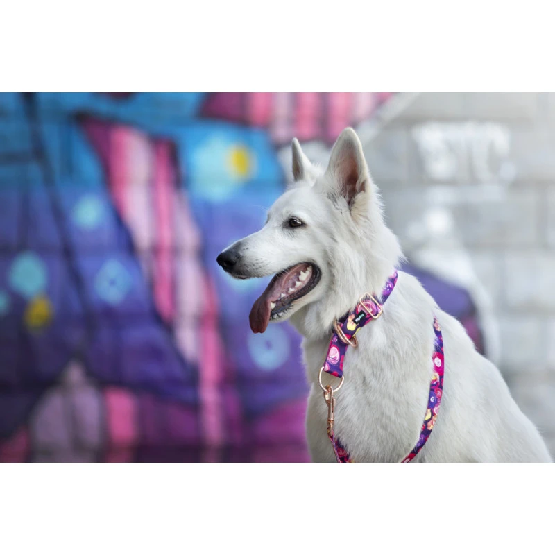 Hop Dog | Collier Pour Chien AQUARELLE 4 Hop Dog | Collier Pour Chien AQUARELLE – Image 2