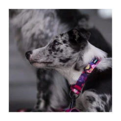 Hop Dog | Collier Pour Chien AQUARELLE 10 Hop Dog | Collier Pour Chien AQUARELLE -Fournitures Pour Chiens hop dog collier pour chien aquarelle 2