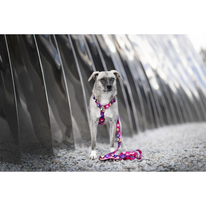 Hop Dog | Collier Pour Chien AQUARELLE 6 Hop Dog | Collier Pour Chien AQUARELLE – Image 4