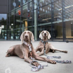 Hop Dog | Collier Pour Chien OCELOT -Fournitures Pour Chiens hop dog collier pour chien ocelot 3