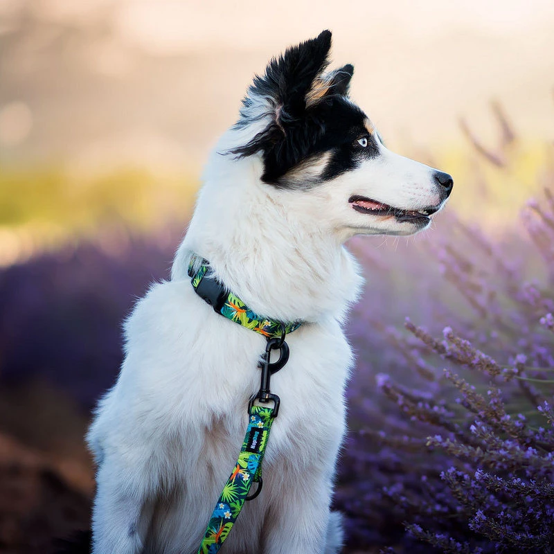 Hop Dog | Collier Pour Chien TROPIC TIME 4 Hop Dog | Collier Pour Chien TROPIC TIME – Image 2