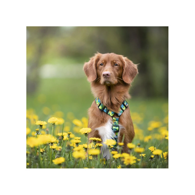 Hop Dog | Collier Pour Chien TROPIC TIME 5 Hop Dog | Collier Pour Chien TROPIC TIME – Image 3