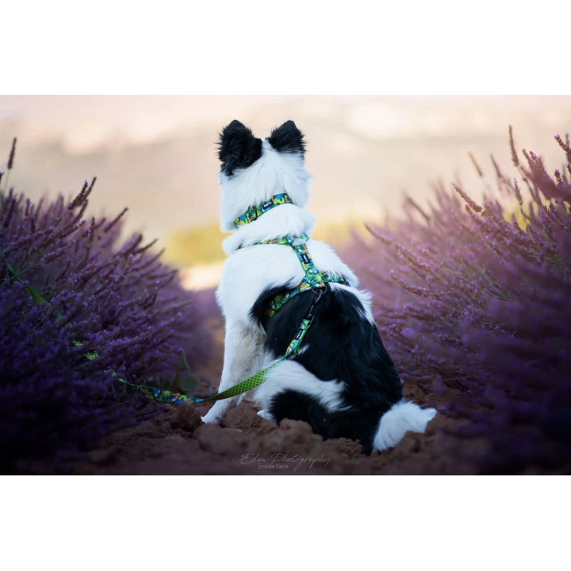 Hop Dog | Collier Pour Chien TROPIC TIME 6 Hop Dog | Collier Pour Chien TROPIC TIME – Image 4