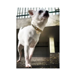 KFarah | Chien Et Chiot | Collier Simple Blanc Cristal