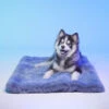 Le Tapis Rouge | Chien Et Chat | Tapis DUBAÏ -Fournitures Pour Chiens le tapis rouge chien et chat tapis dubai