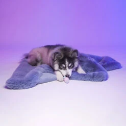 Le Tapis Rouge | Chien Et Chat | Tapis DUBAÏ 11 Le Tapis Rouge | Chien Et Chat | Tapis DUBAÏ -Fournitures Pour Chiens le tapis rouge chien et chat tapis dubai 4