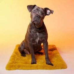 Le Tapis Rouge | Chien | Tapis Collection SWEET BREAKFAST | Jaune Avec Personnages 12 Le Tapis Rouge | Chien | Tapis Collection SWEET BREAKFAST | Jaune Avec Personnages -Fournitures Pour Chiens le tapis rouge chien tapis collection sweet breakfast jaune avec personnages 4