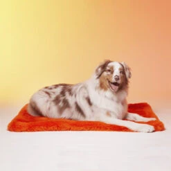 Le Tapis Rouge Collection Milk And Sugar | Orange Avec Personnages Moofia 13 Le Tapis Rouge Collection Milk And Sugar | Orange Avec Personnages Moofia -Fournitures Pour Chiens le tapis rouge collection milk and sugar orange avec personnages moofia 4