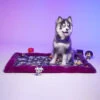 Le Tapis Rouge | Collection RAINBOW PARTY | Violet Avec Personnages 2 Le Tapis Rouge | Collection RAINBOW PARTY | Violet Avec Personnages -Fournitures Pour Chiens le tapis rouge collection rainbow party violet avec personnages