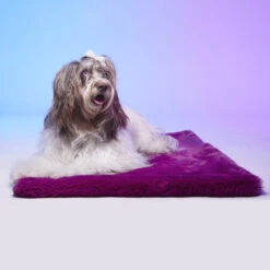 Le Tapis Rouge | Collection RAINBOW PARTY | Violet Avec Personnages -Fournitures Pour Chiens le tapis rouge collection rainbow party violet avec personnages 6