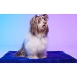 Le Tapis Rouge | Collection Space Dream | Bleu Avec Personnages TOKIDOKI 15 Le Tapis Rouge | Collection Space Dream | Bleu Avec Personnages TOKIDOKI -Fournitures Pour Chiens le tapis rouge collection space dream bleu avec personnages tokidoki 5