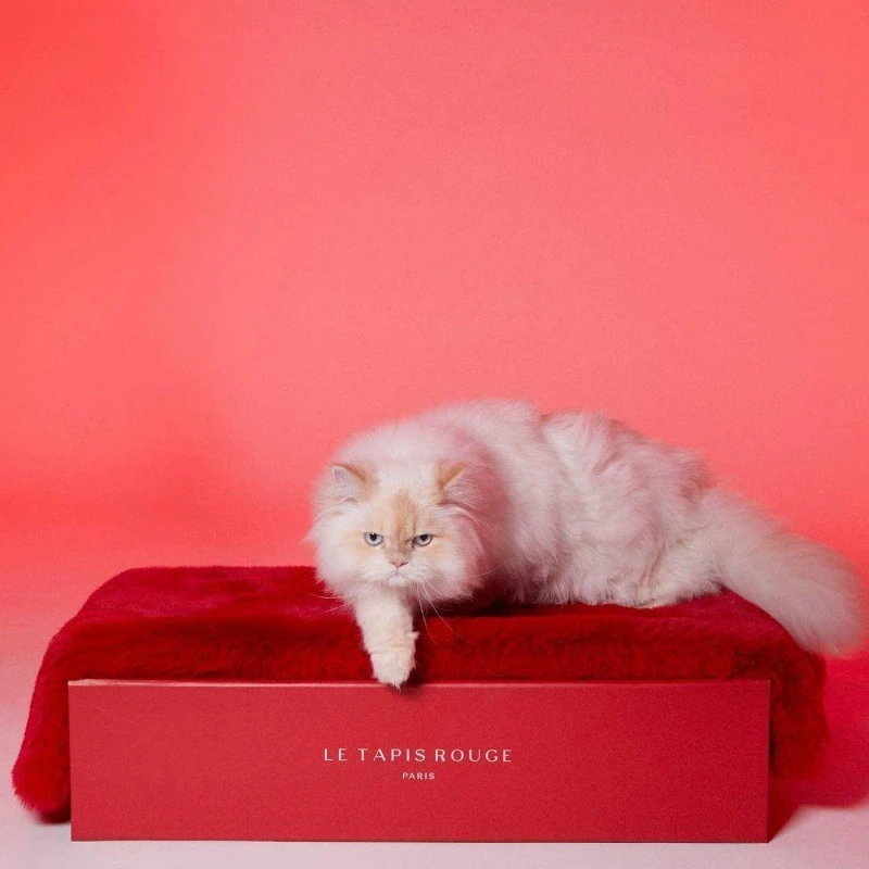 Le Tapis Rouge | Tapis Pour Chien Et Chat Haut De Gamme PARIS | Rouge Glamour 4 Le Tapis Rouge | Tapis Pour Chien Et Chat Haut De Gamme PARIS | Rouge Glamour – Image 2