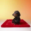 Le Tapis Rouge | Tapis Pour Chien Et Chat Haut De Gamme PARIS | Rouge Glamour 1 Le Tapis Rouge | Tapis Pour Chien Et Chat Haut De Gamme PARIS | Rouge Glamour -Fournitures Pour Chiens le tapis rouge tapis pour chien et chat haut de gamme paris rouge glamour