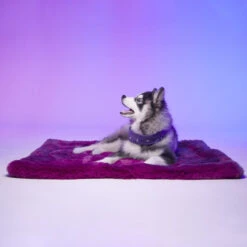 Le Tapis Rouge | Tapis Pour Chien Haut De Gamme TOKYO | Violet Intense