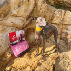 Orijen Small Breed | Croquettes Pour Petit Chien | Poulet Et Dinde -Fournitures Pour Chiens orijen small breed croquettes pour petit chien poulet et dinde 2