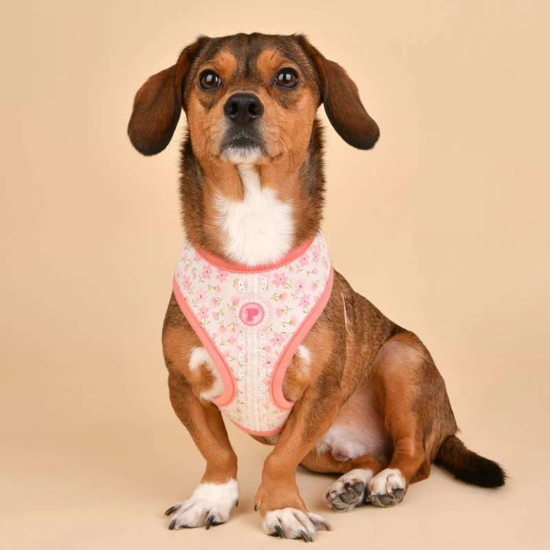 Pinkaholic | Chien | Harnais Réglable Lobelia | Rose 5 Pinkaholic | Chien | Harnais Réglable Lobelia | Rose – Image 3