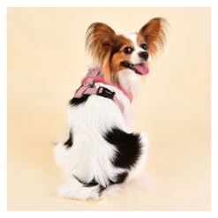 Puppia | Chien | Harnais AUDEN | Motif Pied De Poule | Fourrure Rose 9 Puppia | Chien | Harnais AUDEN | Motif Pied De Poule | Fourrure Rose -Fournitures Pour Chiens puppia chien harnais auden motif pied de poule fourrure rose 2