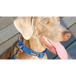 Savage | Collier Diamond | Pour Chien 8 Savage | Collier Diamond | Pour Chien -Fournitures Pour Chiens savage collier diamond pour chien 1 2