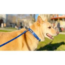 Savage | Collier Diamond | Pour Chien 9 Savage | Collier Diamond | Pour Chien -Fournitures Pour Chiens savage collier diamond pour chien 1 3